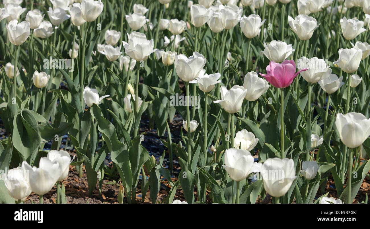 Weiße Tulpen im Frühling Stockfoto