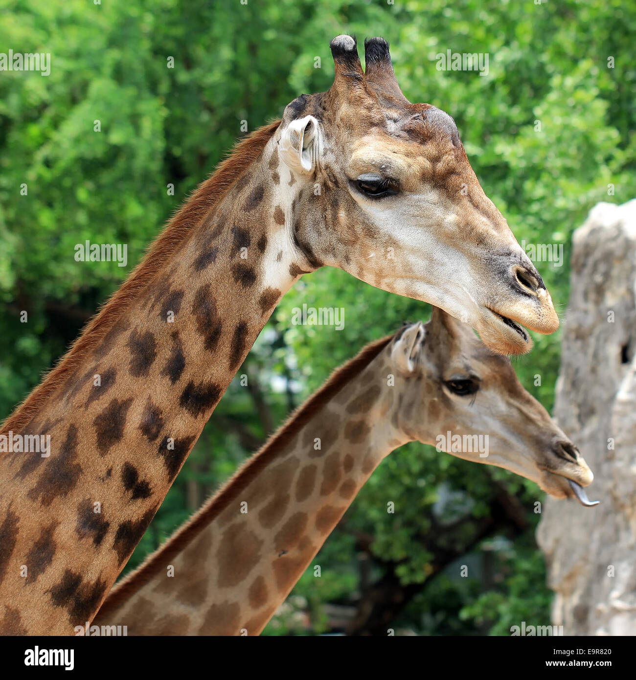 Nahaufnahme der Giraffe mit Natur Hintergrund Stockfoto