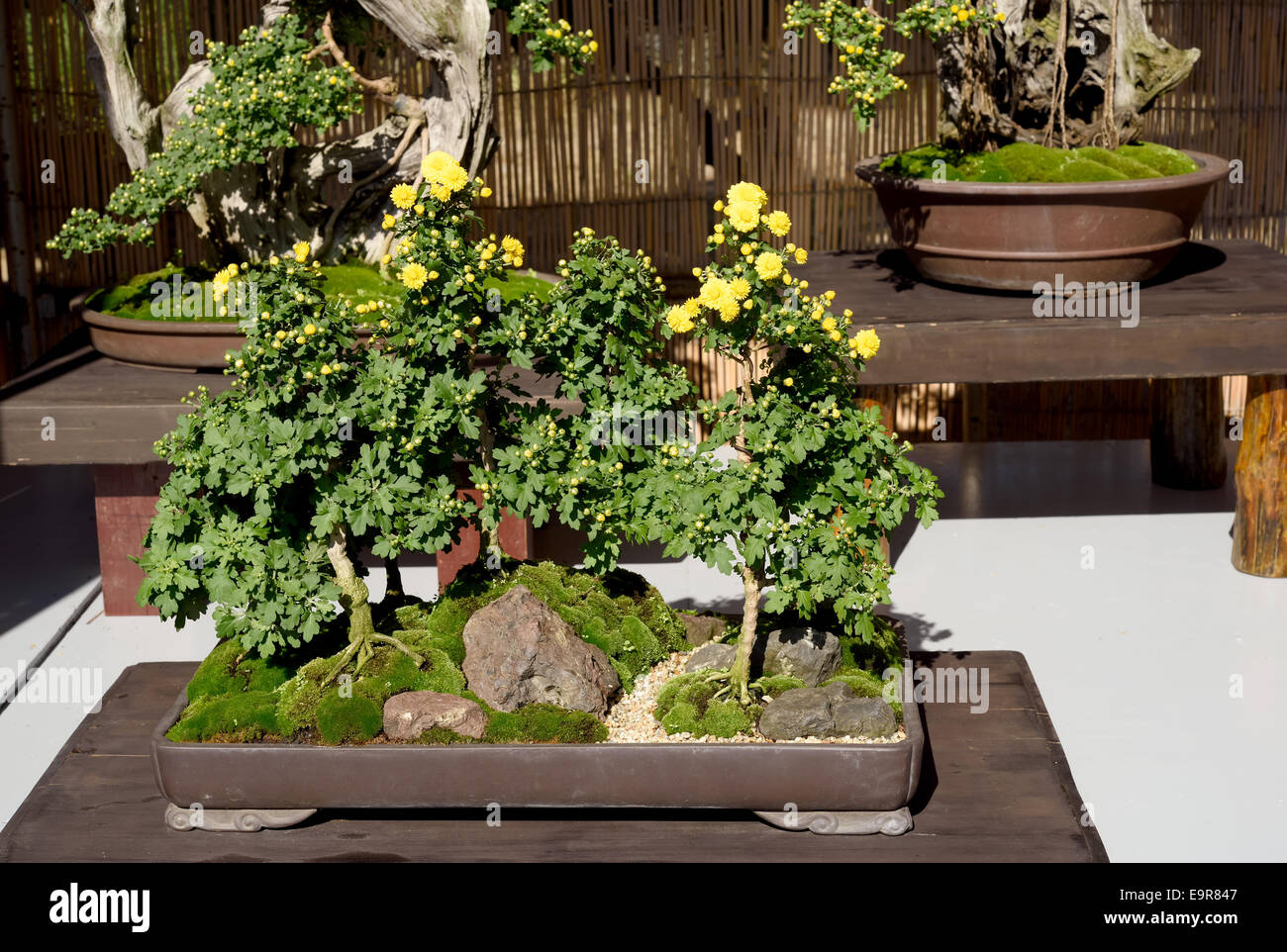 Bonsai-Blume im Topf in einem japanischen Garten Stockfoto