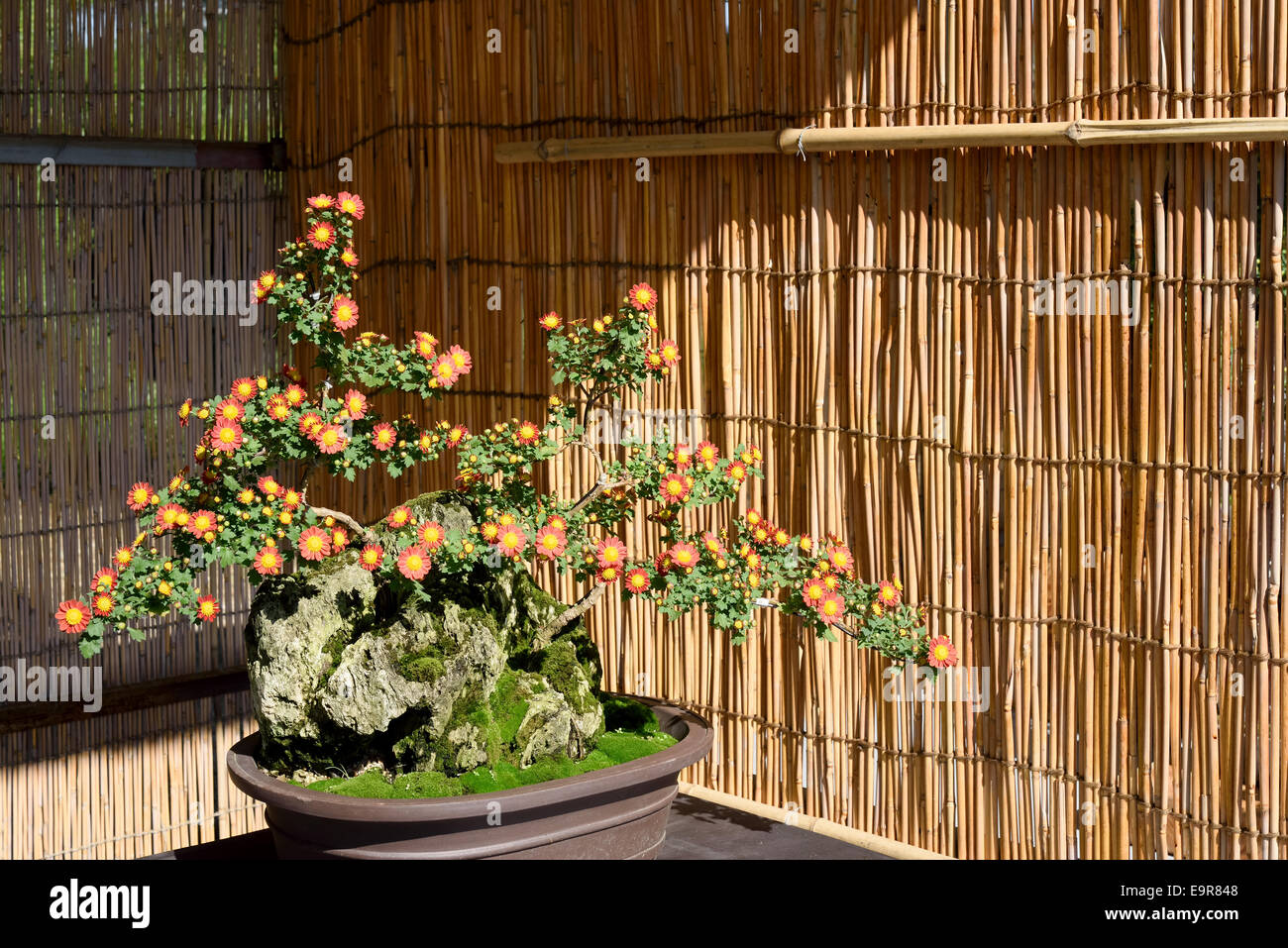 Bonsai-Blume im Topf in einem japanischen Garten Stockfoto