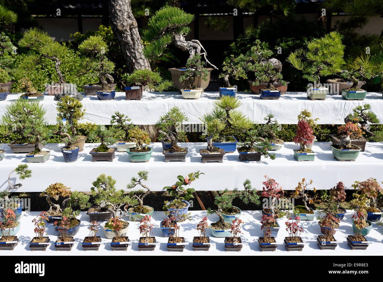 Zeile von Bonsai-Bäumen in einem japanischen Garten Stockfoto