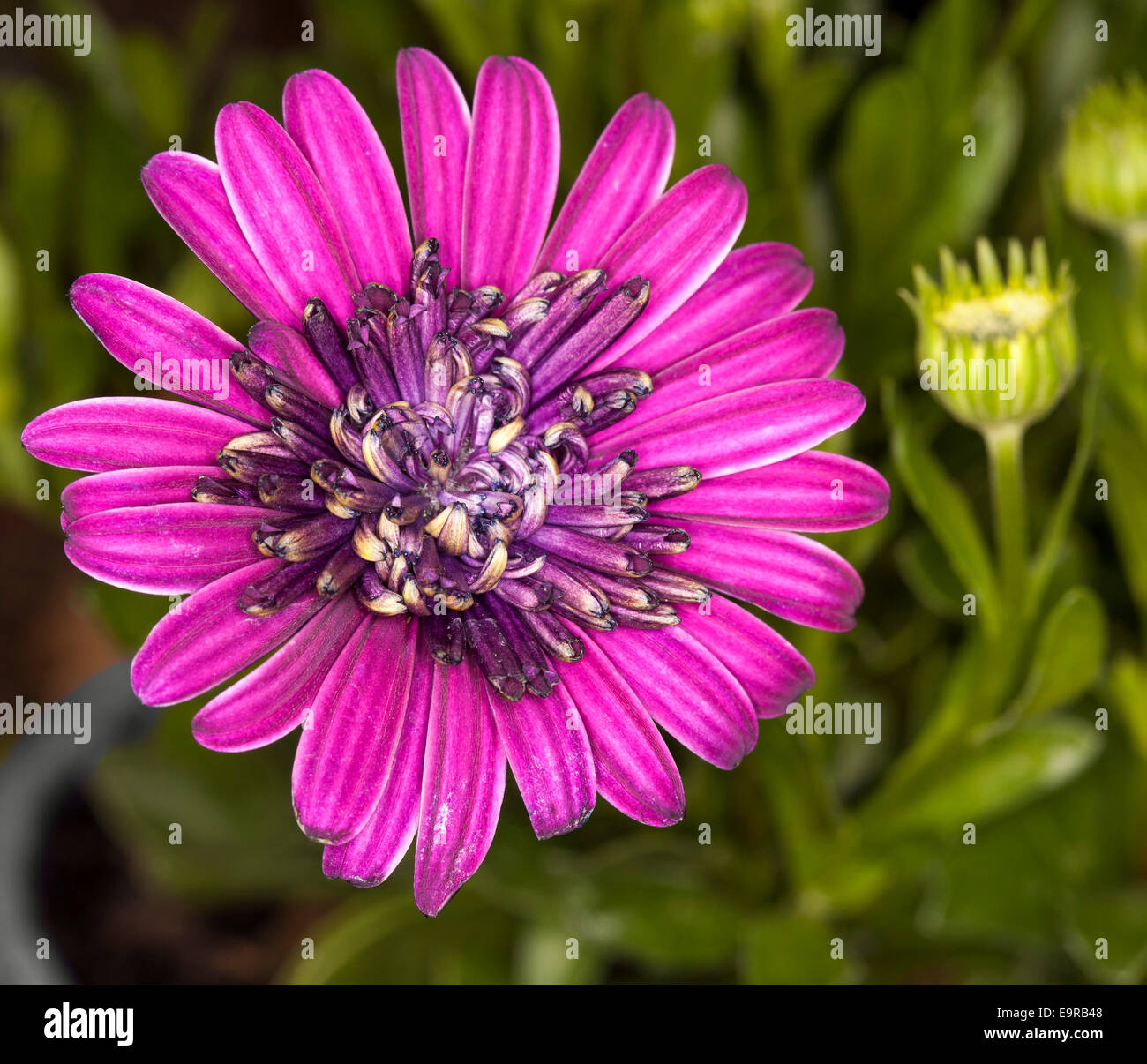 Spektakuläre brillant Purpur / Magenta gefüllte Blüte von Cape Daisy Osteospermum Ecklonis mit grünen Knospen & Blätter im Hintergrund Stockfoto