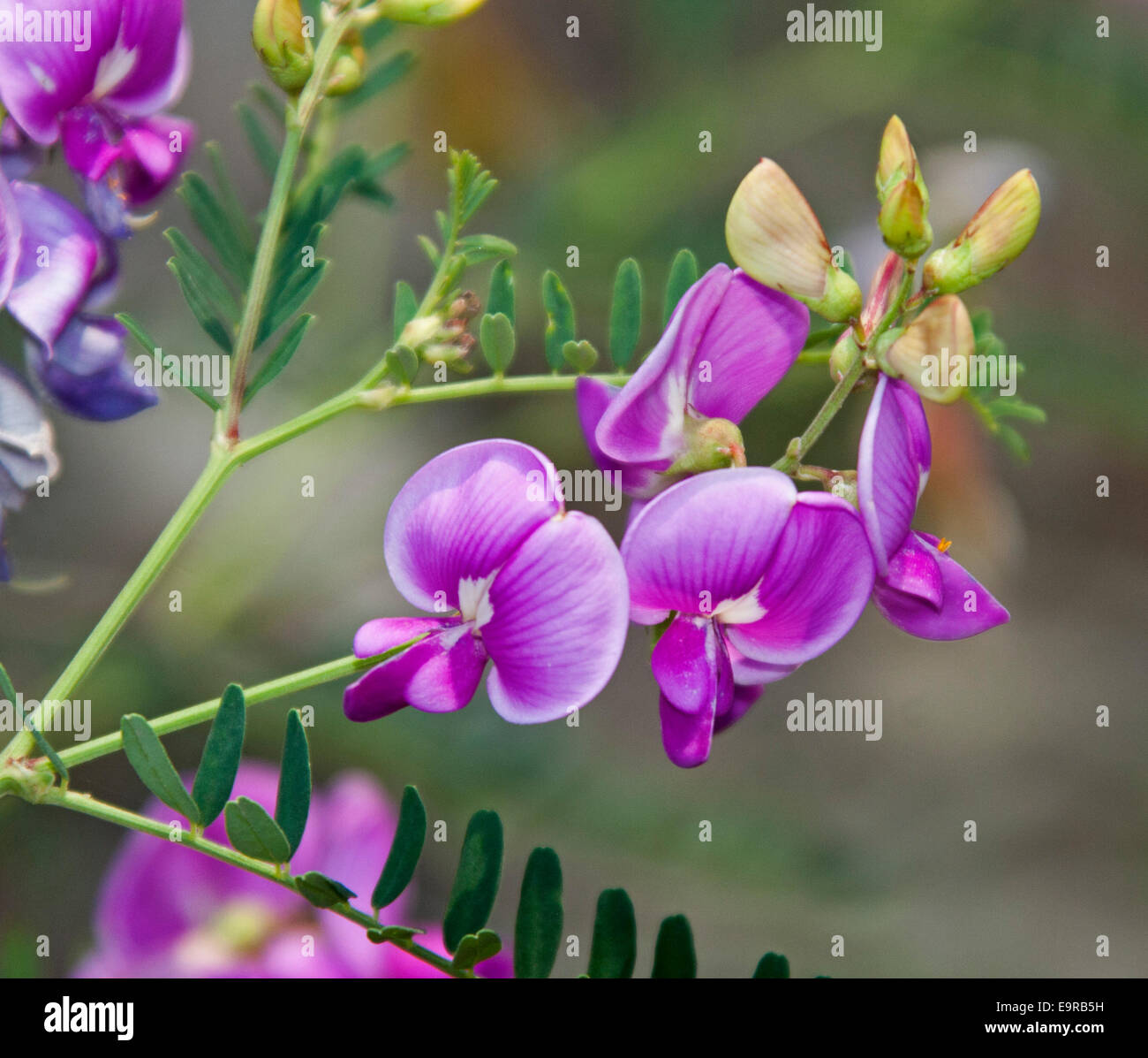 Cluster von schön leuchtend rosa / Magenta Blüten, Knospen & Blätter der Swainsona Greyana, Darling Erbse, eine australische Wildblumen Stockfoto