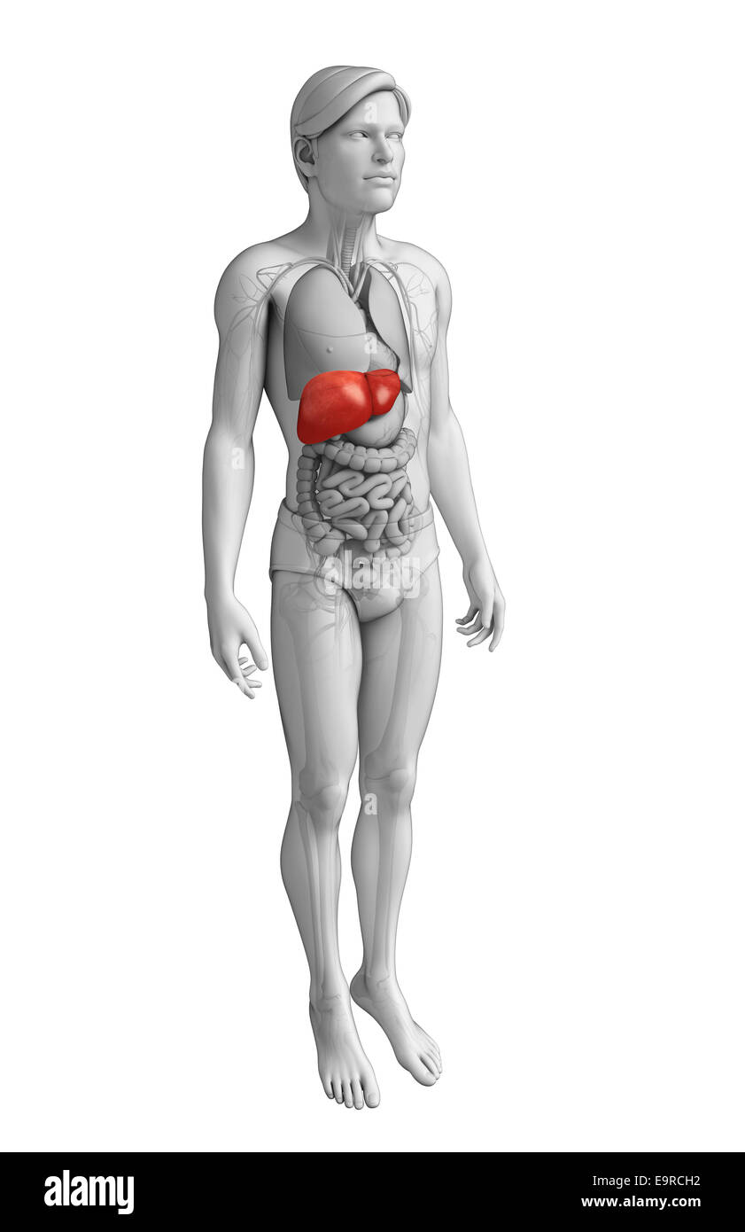 Darstellung der männlichen Anatomie der Leber Stockfoto