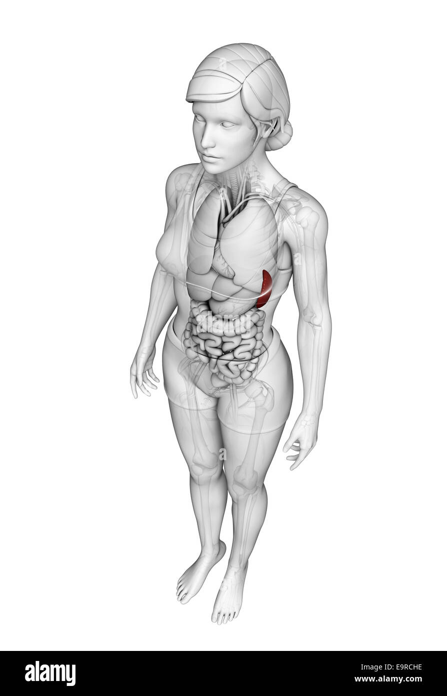 Darstellung der weiblichen Milz Anatomie Stockfoto