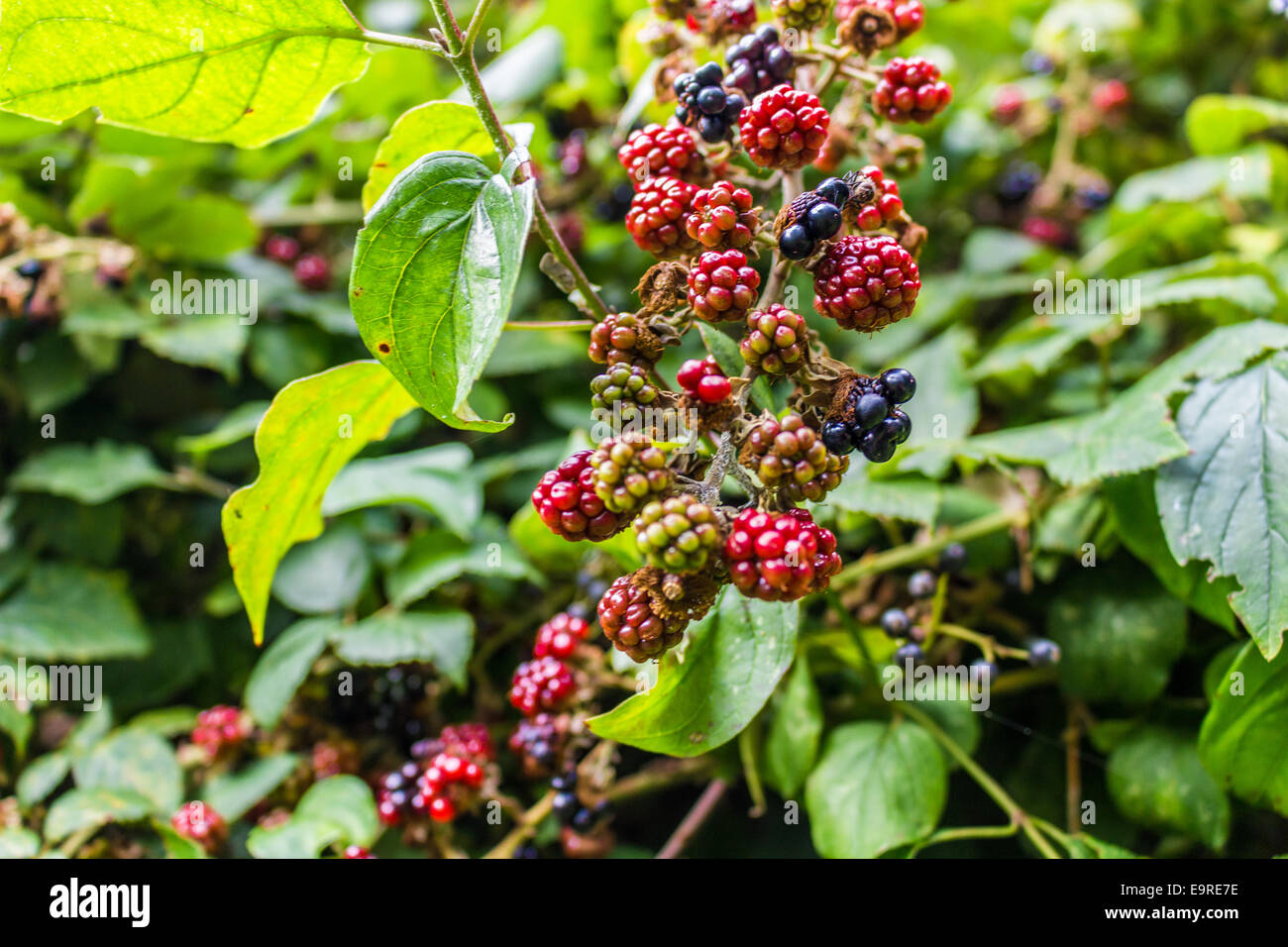 Rote und schwarze wilde Brombeeren Büsche und Äste auf grünen Blättern Hintergrund im italienischen Garten an einem sonnigen Sommertag Stockfoto