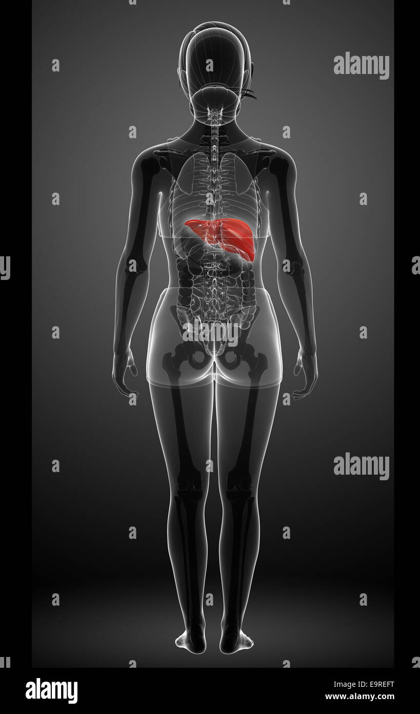 Darstellung der weiblichen Anatomie der Leber Stockfotografie Alamy