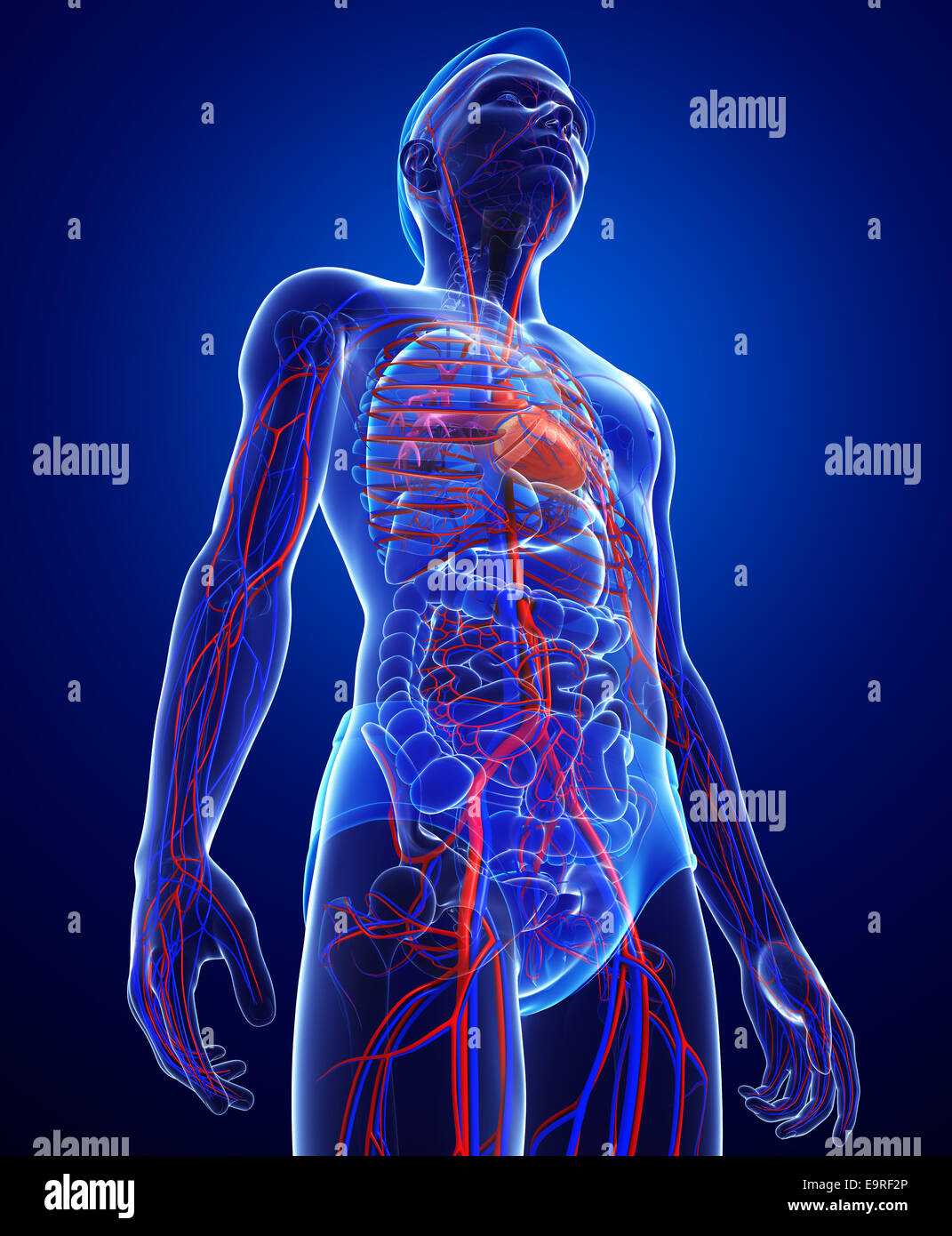 Darstellung der männlichen Herz-Kreislauf-system Stockfoto