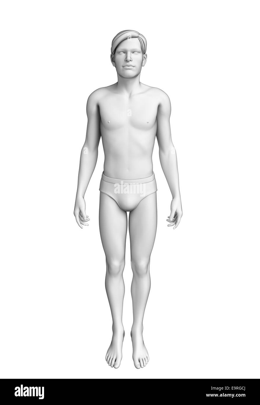 Illustration des menschlichen Körpers-Anatomie Stockfoto