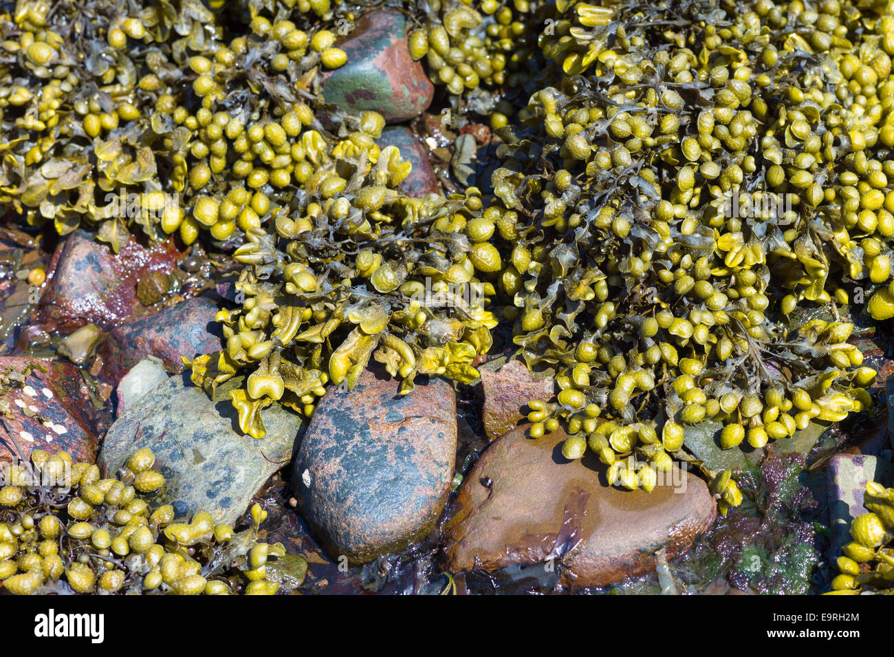 Blase Wrack Algen, Fucus Vesiculosus, Seetang zwischen Felsen im flachen Meerwasser der Küste Meer, Westküste von Schottland Stockfoto