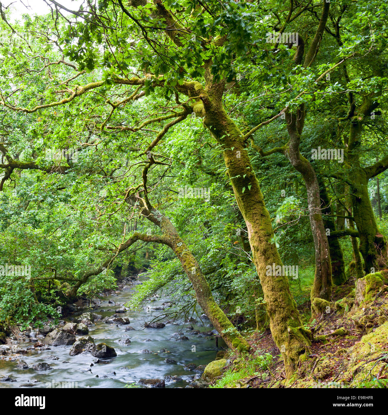 Alter Baumbestand mit Flechten und Moos entlang kleiner Fluss im schottischen Wald Stockfoto