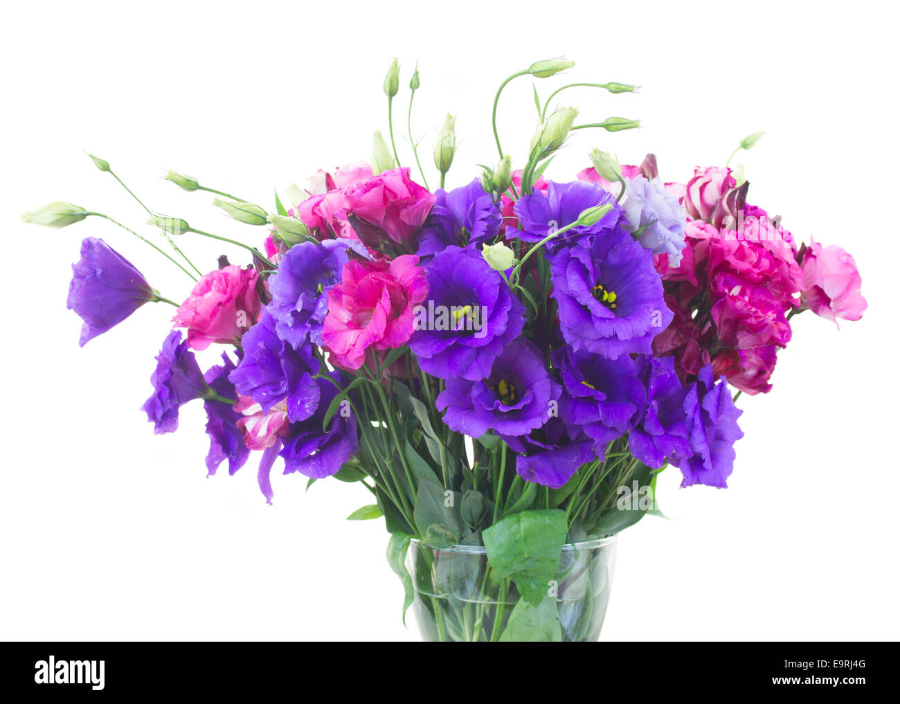 lila und Mauve Eustoma Blumenstrauß Stockfoto