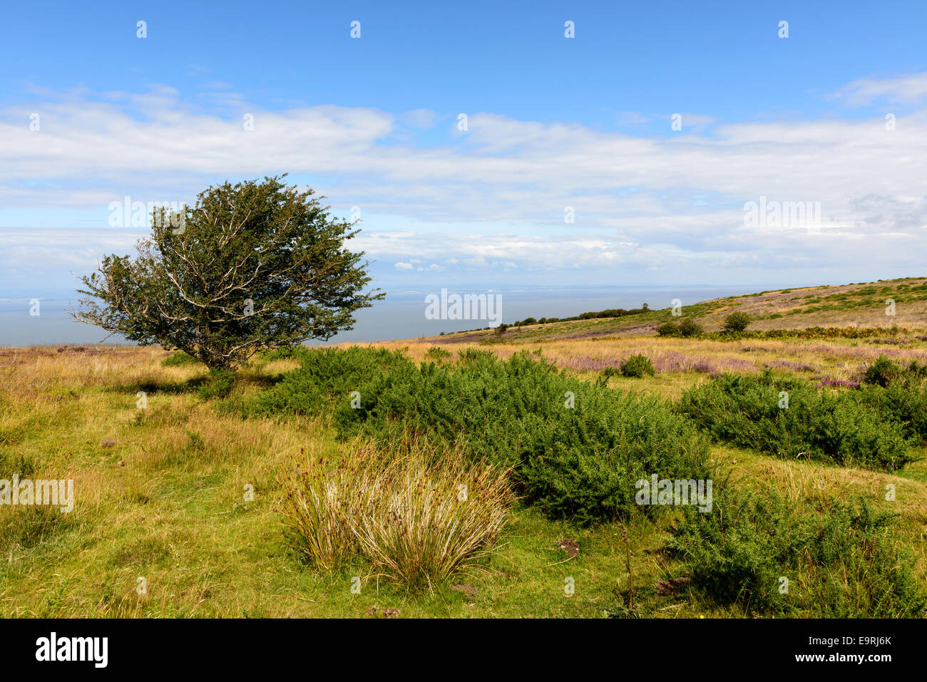 Landschaft mit Moor Vegetation, im Hintergrund das Meer von Bristol channel Stockfoto