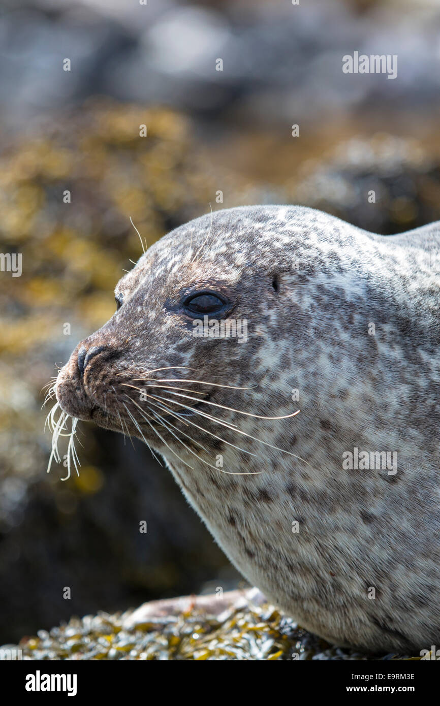 Close-up-Gesicht der Seehunde oder Seehund, Phoca Vitulina, Erwachsenen auf Isle Of Skye, westlichen Schottland Stockfoto