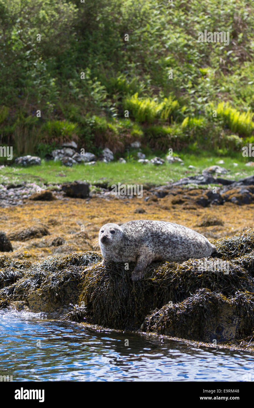 Gemeinsame Siegel oder Seehund, Phoca Vitulina, Erwachsenen sonnen sich auf Felsen und Algen durch westliche Dunvegan Loch, Isle Of Skye, Schottland Stockfoto