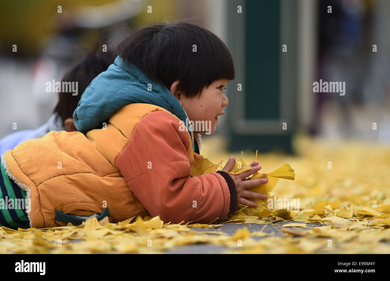 Peking, China. 1. November 2014. Ein Kind spielt mit Ginkgo-Blätter in Tsinghua Universität Peking, Hauptstadt von China, 1. November 2014. © Chen Yehua/Xinhua/Alamy Live-Nachrichten Stockfoto