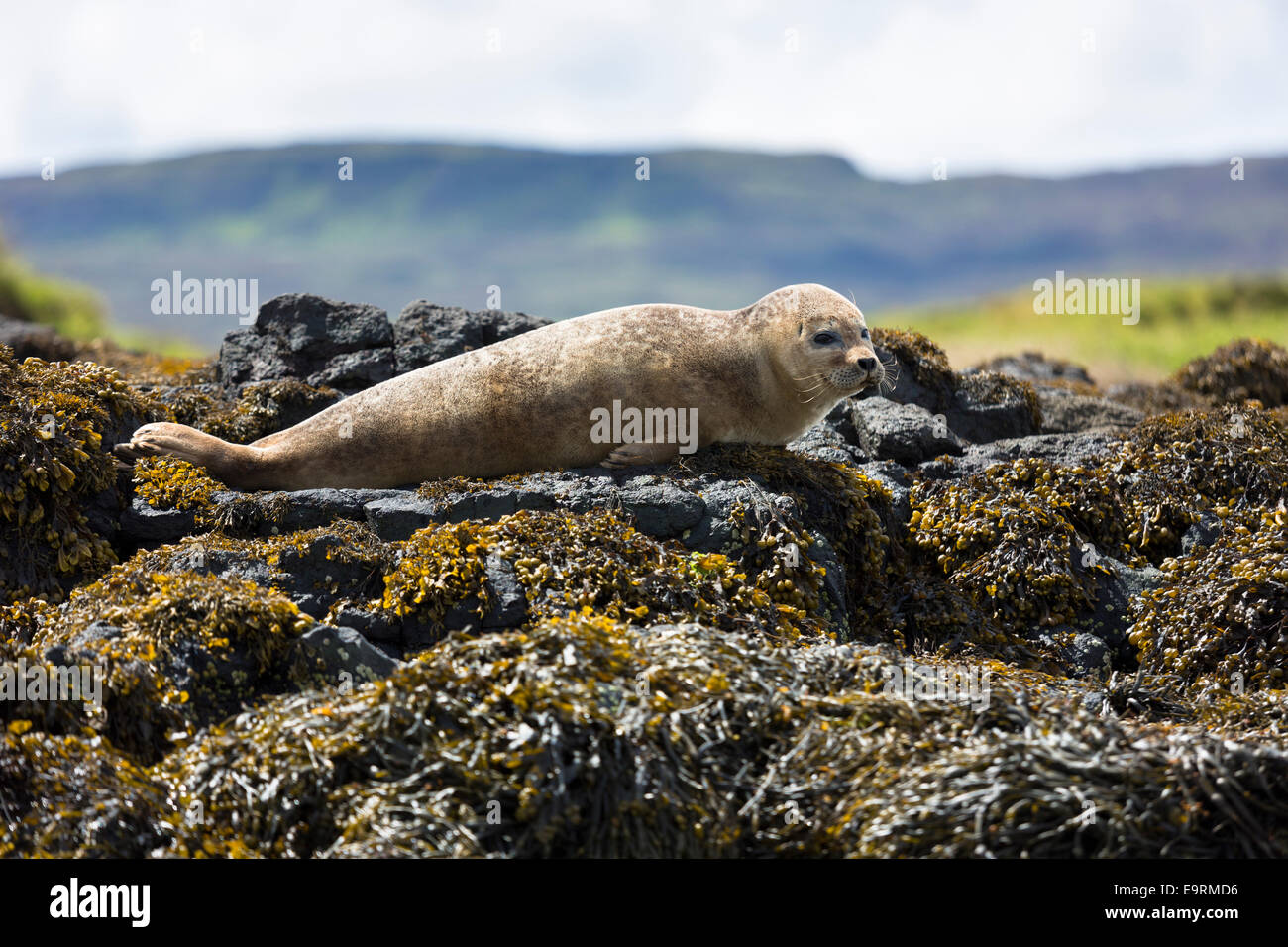 Gemeinsame Siegel oder Seehund, Phoca Vitulina, Erwachsenen sonnen sich auf Felsen und Algen durch westliche Dunvegan Loch, Isle Of Skye, Schottland Stockfoto