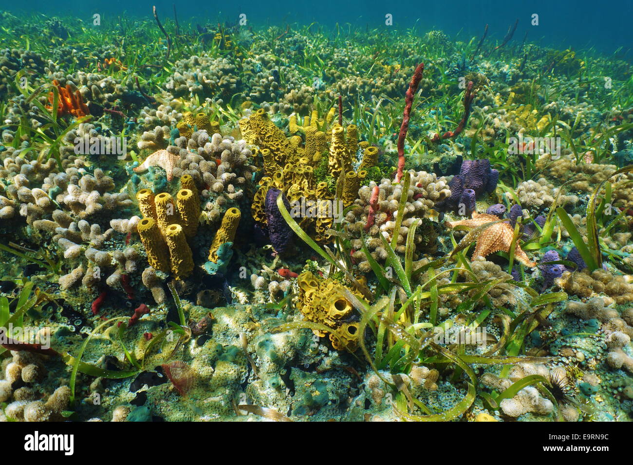 Bunte Unterwasser-Kreaturen auf dem Meeresboden mit Schwämmen, Korallen und Seesterne, Karibik Stockfoto