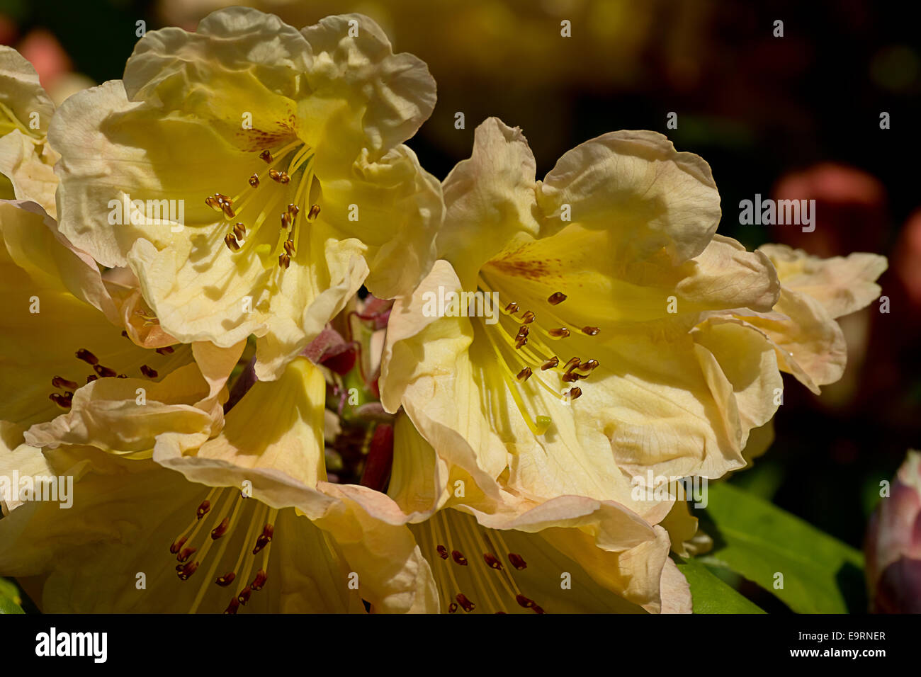 Zwei gelbe Rhododendron Blüten. Stockfoto