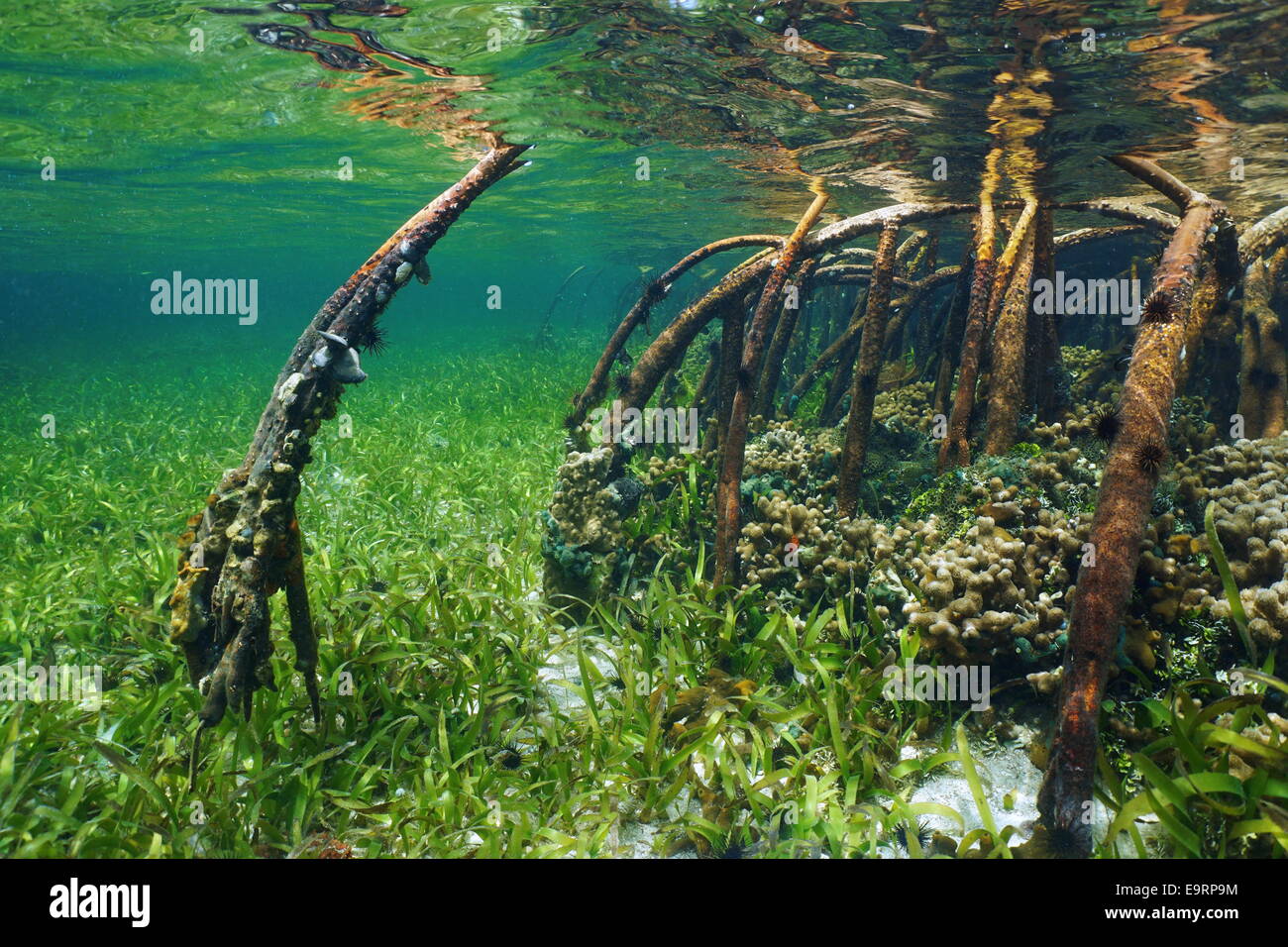 Mangrove unter Wasser mit dem Meeresleben in den Wurzeln, Atlantik, Bahamas Stockfoto