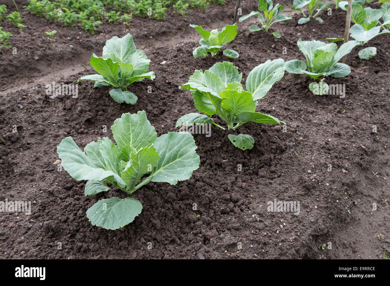 Kohl wächst im Gemüsegarten Stockfoto