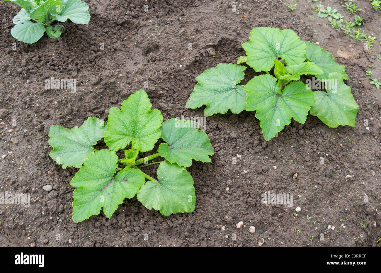 Zucchini mit großen, grünen Blätter wachsen im Gemüsegarten Stockfoto