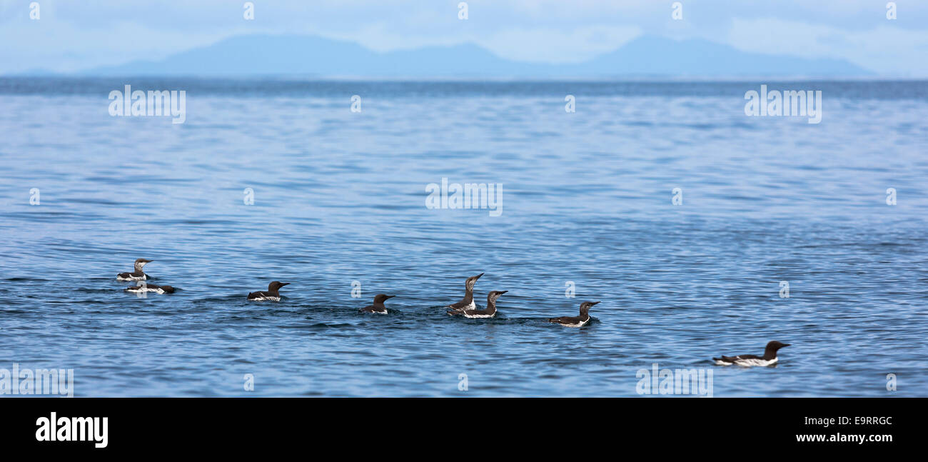 Gefährdete Arten gemeinsamen Guillemot oder Common Murre Kolonie von Erwachsenen und Jugendlichen Seevögel, Uria Aalge aUK-Familie (Teil o Stockfoto
