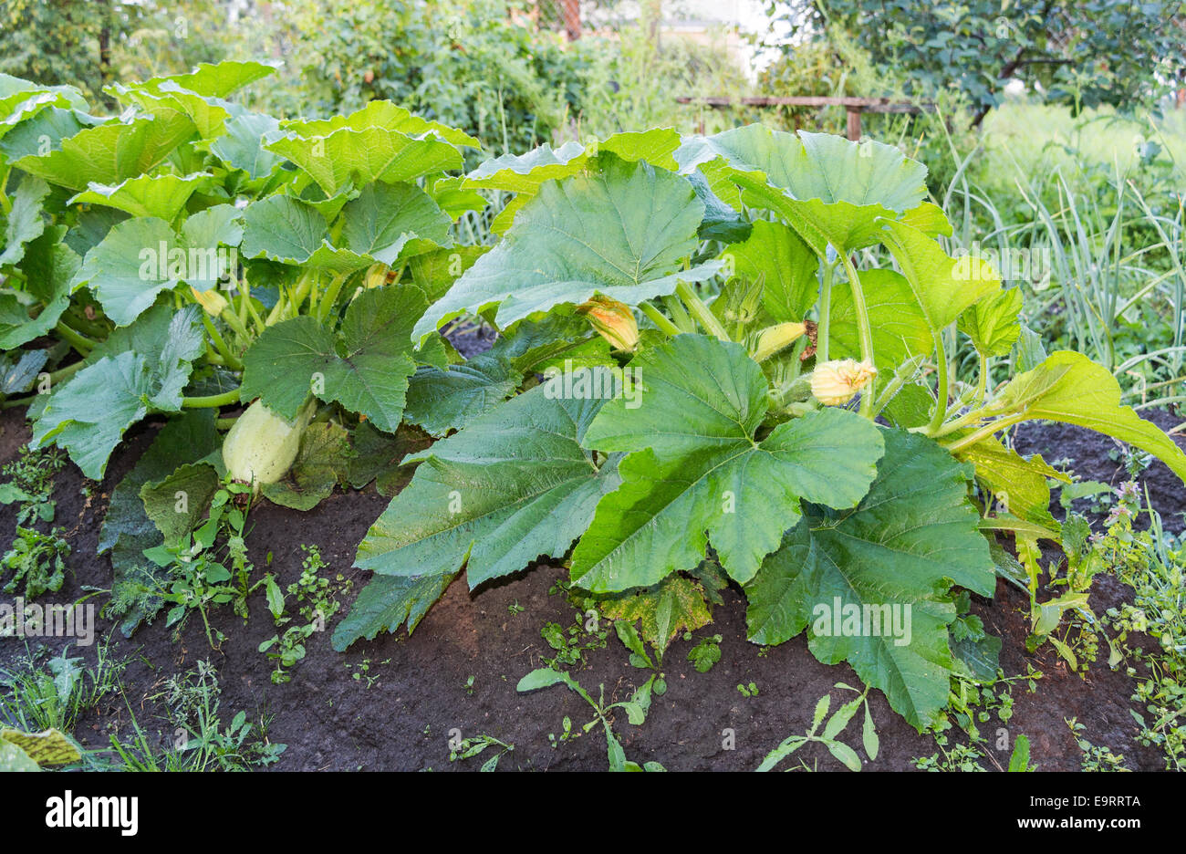 Große gelbe Zucchini mit grünen Blätter wachsen im Garten des Bauern Stockfoto