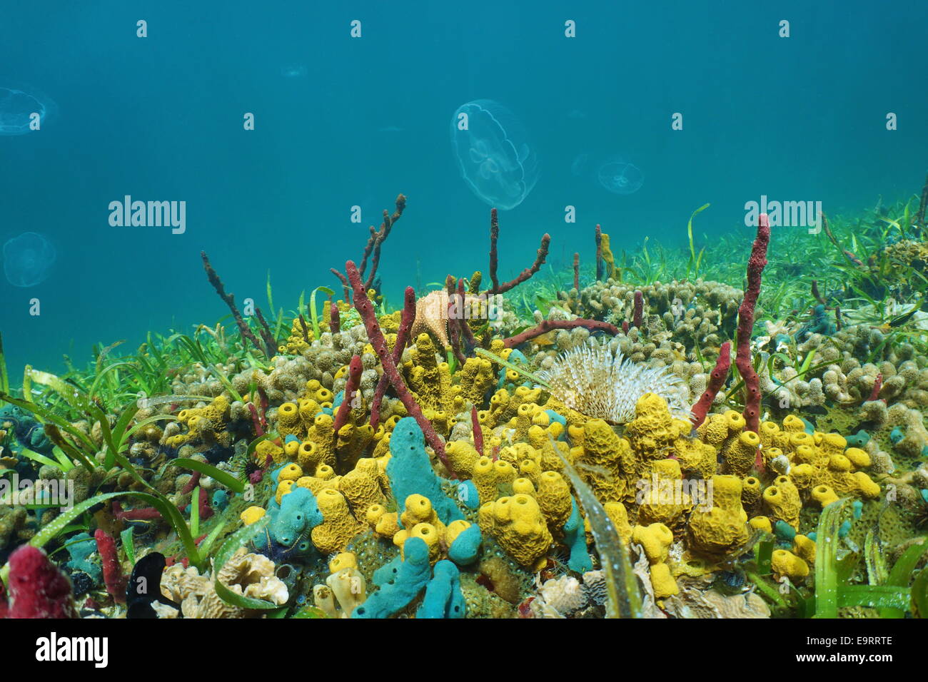 Meeresboden mit bunten Meerestieren und Quallen im Hintergrund, Karibik Stockfoto