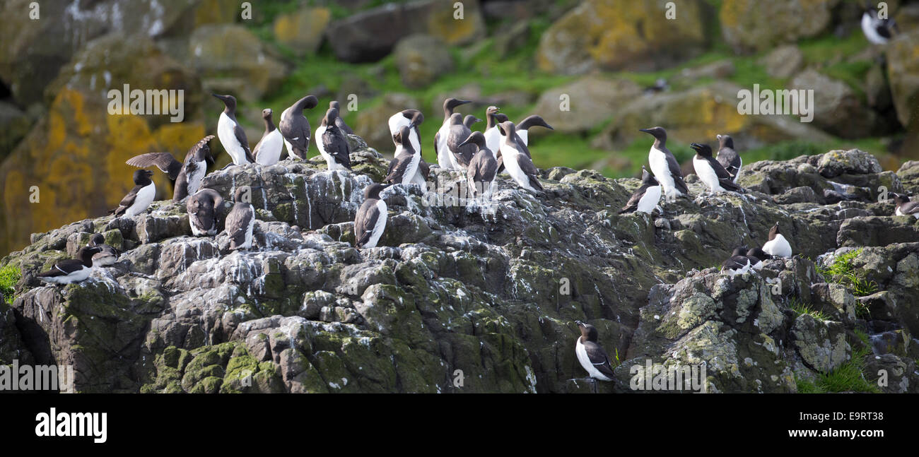 Gefährdete Arten gemeinsamen Guillemot oder Common Murre Kolonie von Seevögeln, Uria Aalge aUK-Familie (Teil des Auftrages Charadr Stockfoto