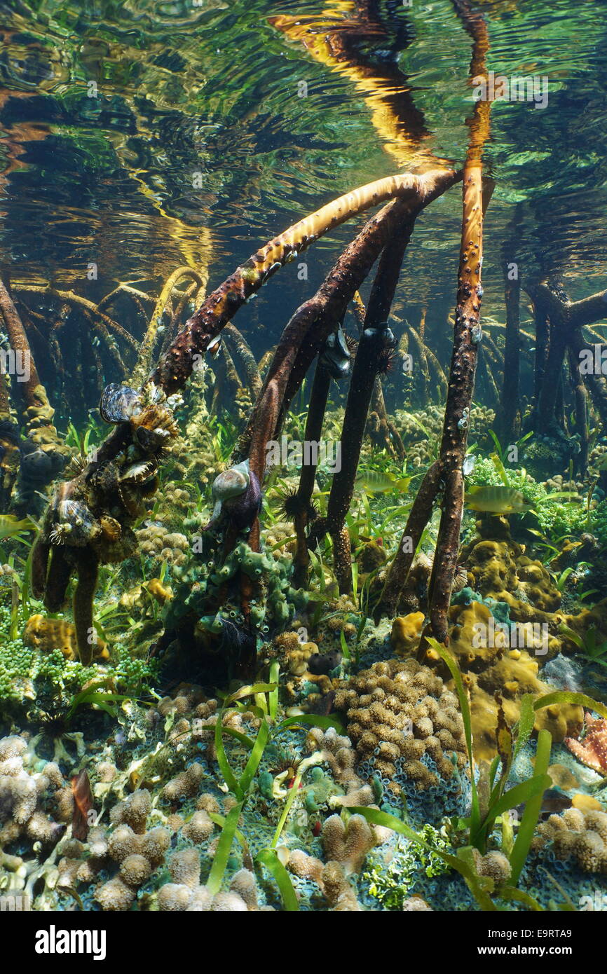 Baumwurzeln der rote Mangrove Unterwasser mit blühendes Leben im Meer Stockfoto