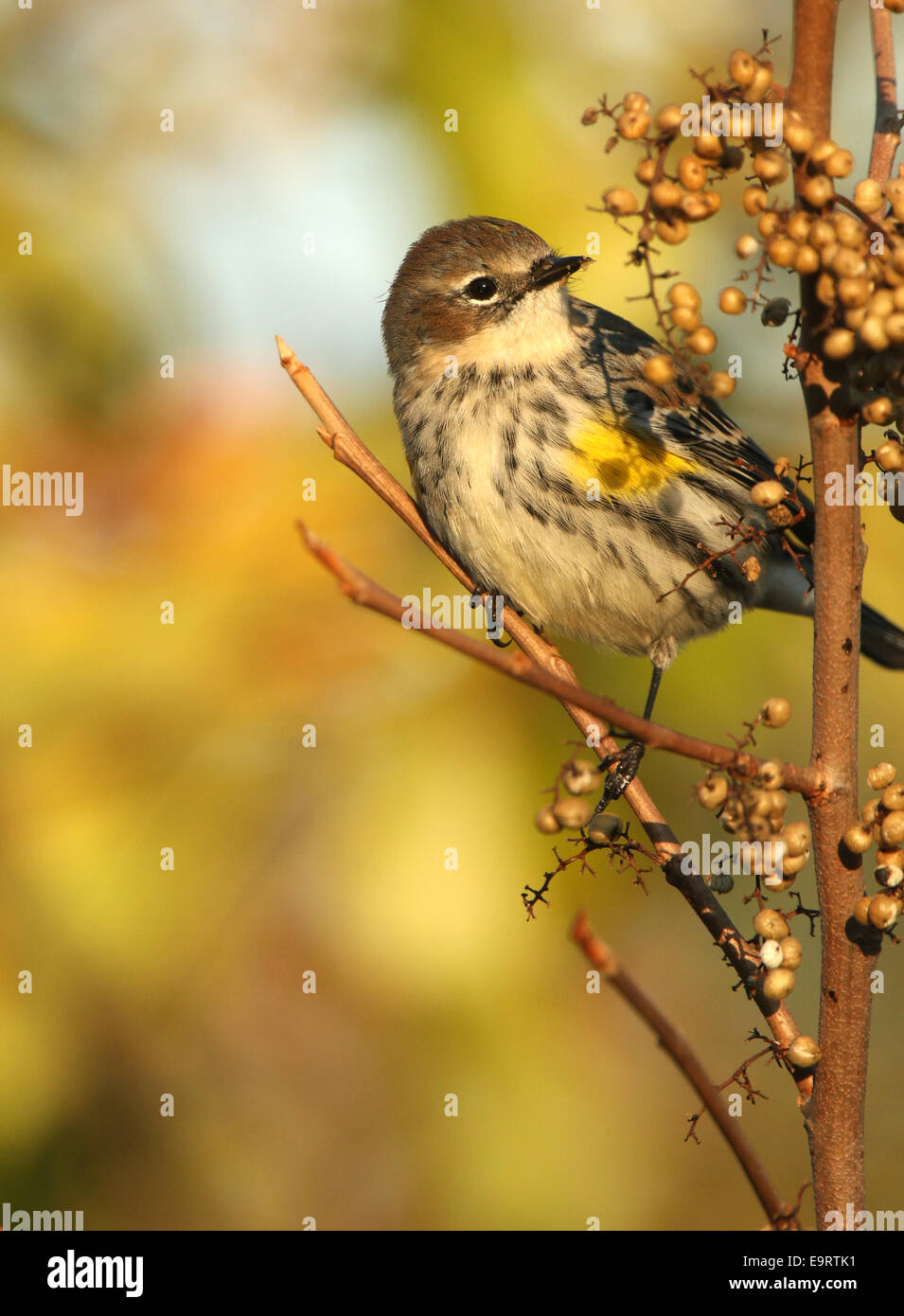 Portrait von weiblichen Yellow-rumped Warbler Stockfoto