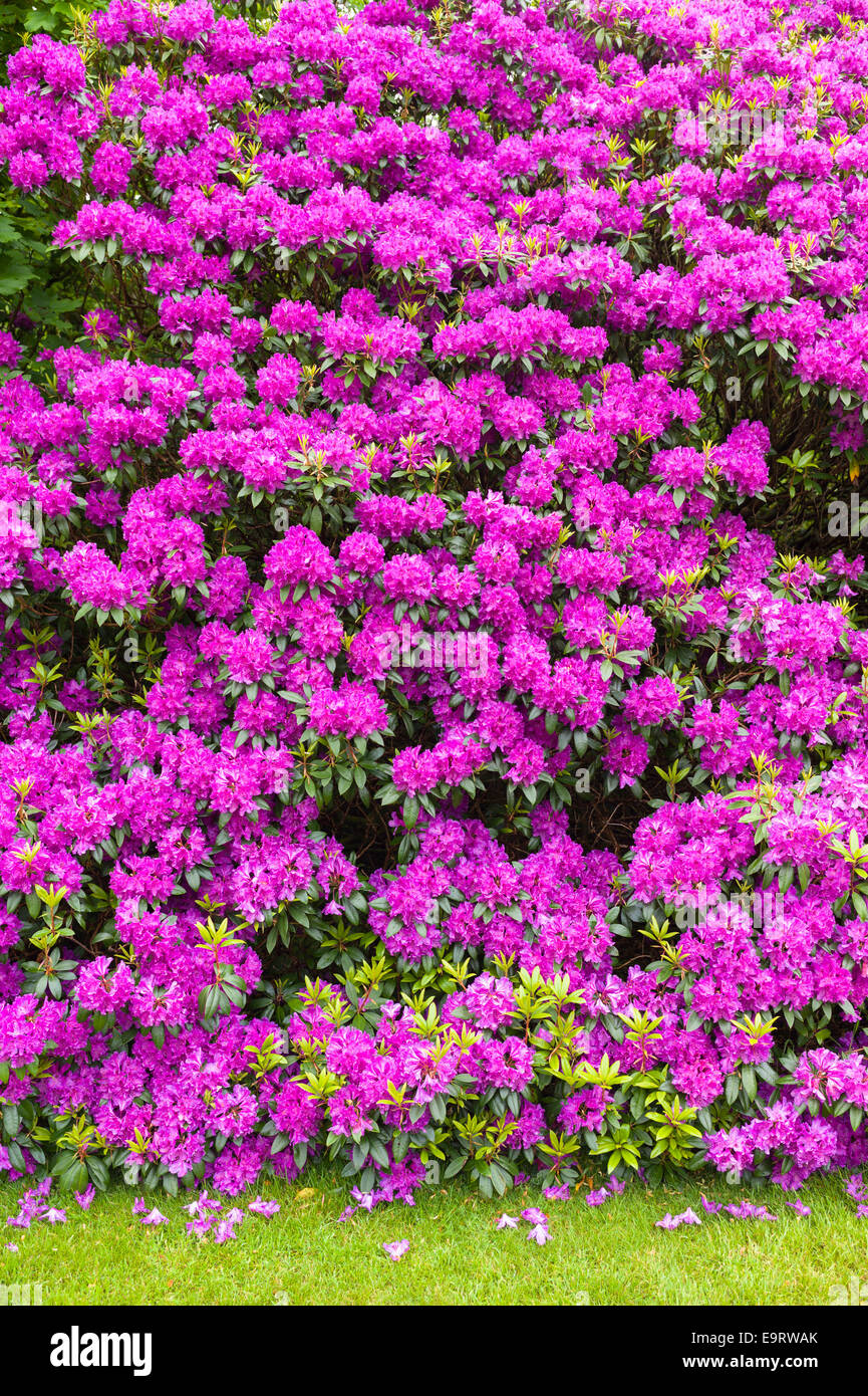 Rhododendron-Busch, Rhododendron Ponticum - eine ornamentale Neozoen Strauch von leuchtend rosa Farbe weithin Verbreitung entlang th Stockfoto