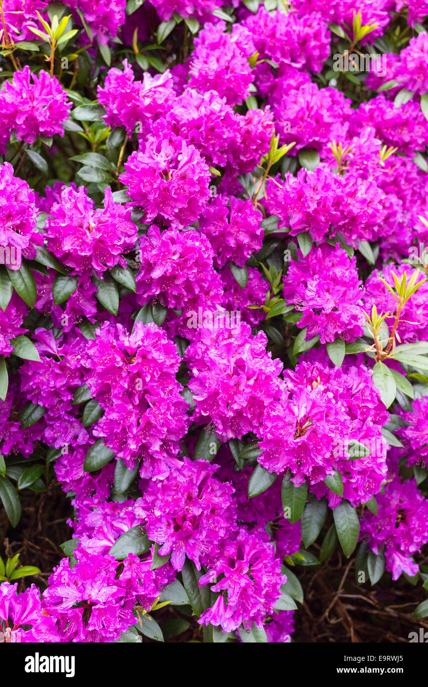 rhododendron essigessenz Früh-Rhododendron - Rhododendron praecox main image 0
