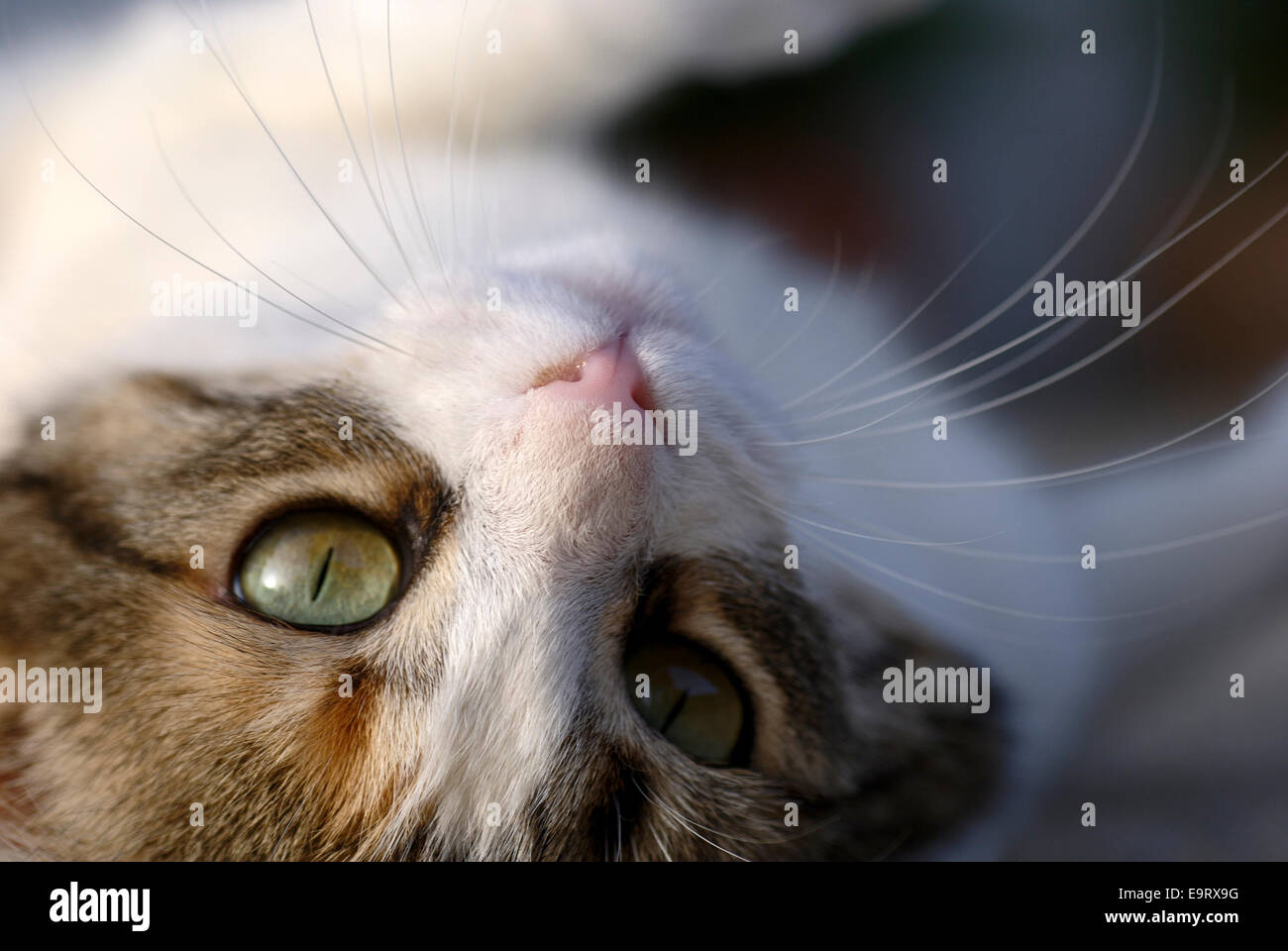 Nahaufnahme einer jungen Katze auf dem Rücken liegend und Blick in die Kamera Stockfoto