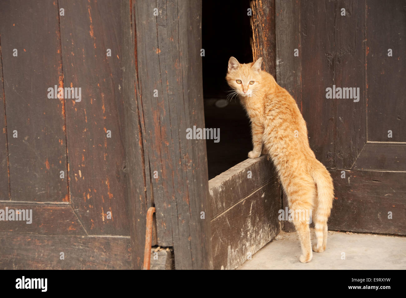 Tawny Katze an der Schwelle eines traditionellen Hauses, Matang Dorf, Provinz Guizhou, China Stockfoto