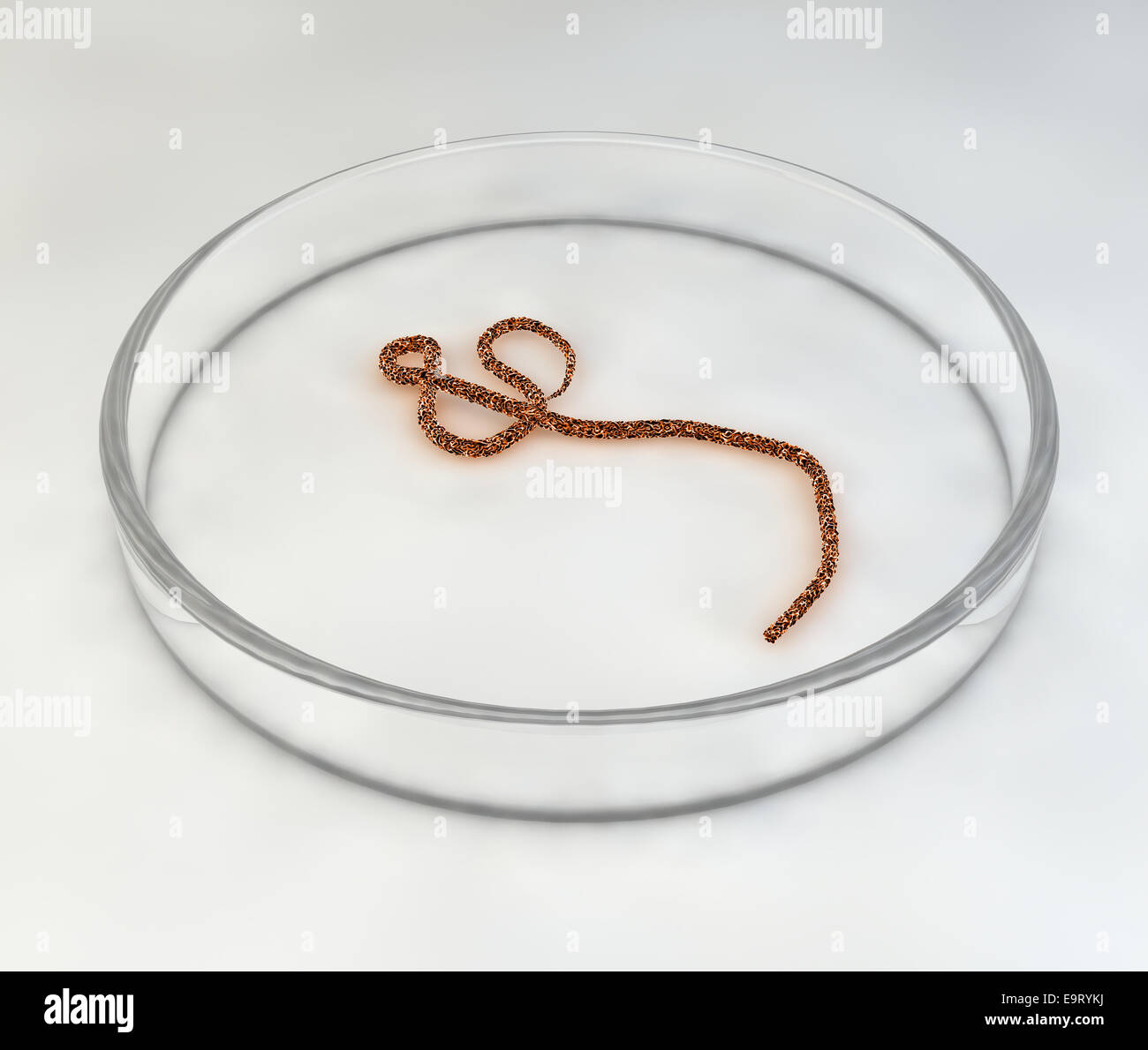 3D Ebola-Virus-Infektion Epidemie Gefahr Labor Stockfoto