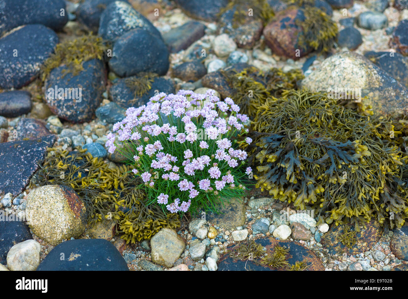 Coastal Wildblumen, Meer Sparsamkeit oder rosa Meer - Armeria Maritima- und Algen auf Felsen Felsbrocken am Ufer in Argyll, Western Sc Stockfoto