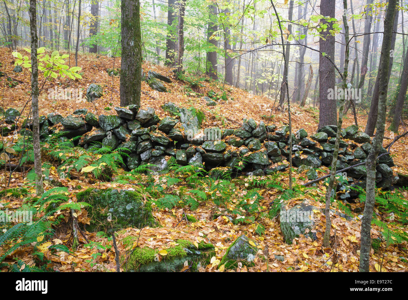 Steinmauer an Madame Sherri Wald von Chesterfield, New Hampshire USA während der Herbstmonate Stockfoto