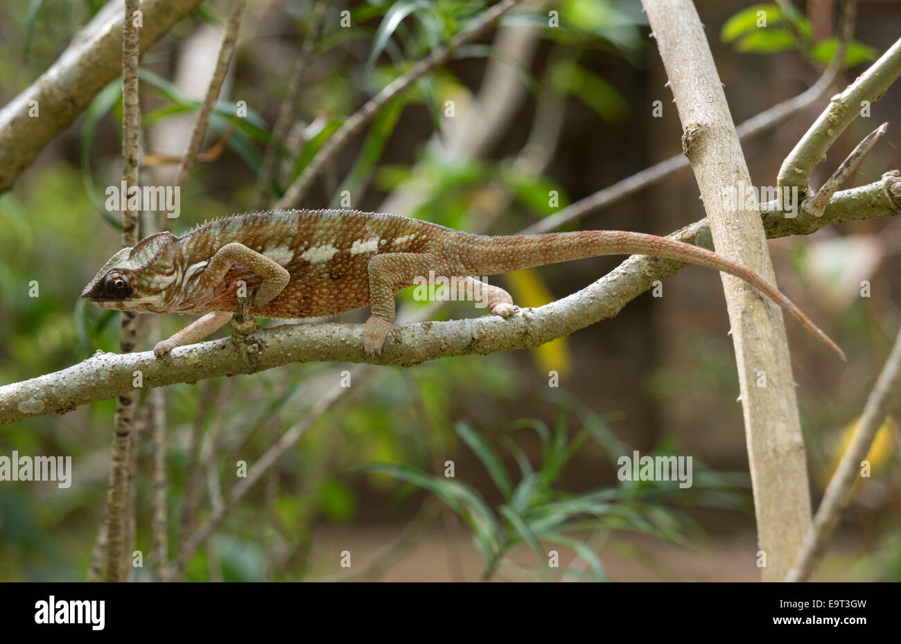 Chamäleon auf einem Ast in Madagaskar Stockfoto