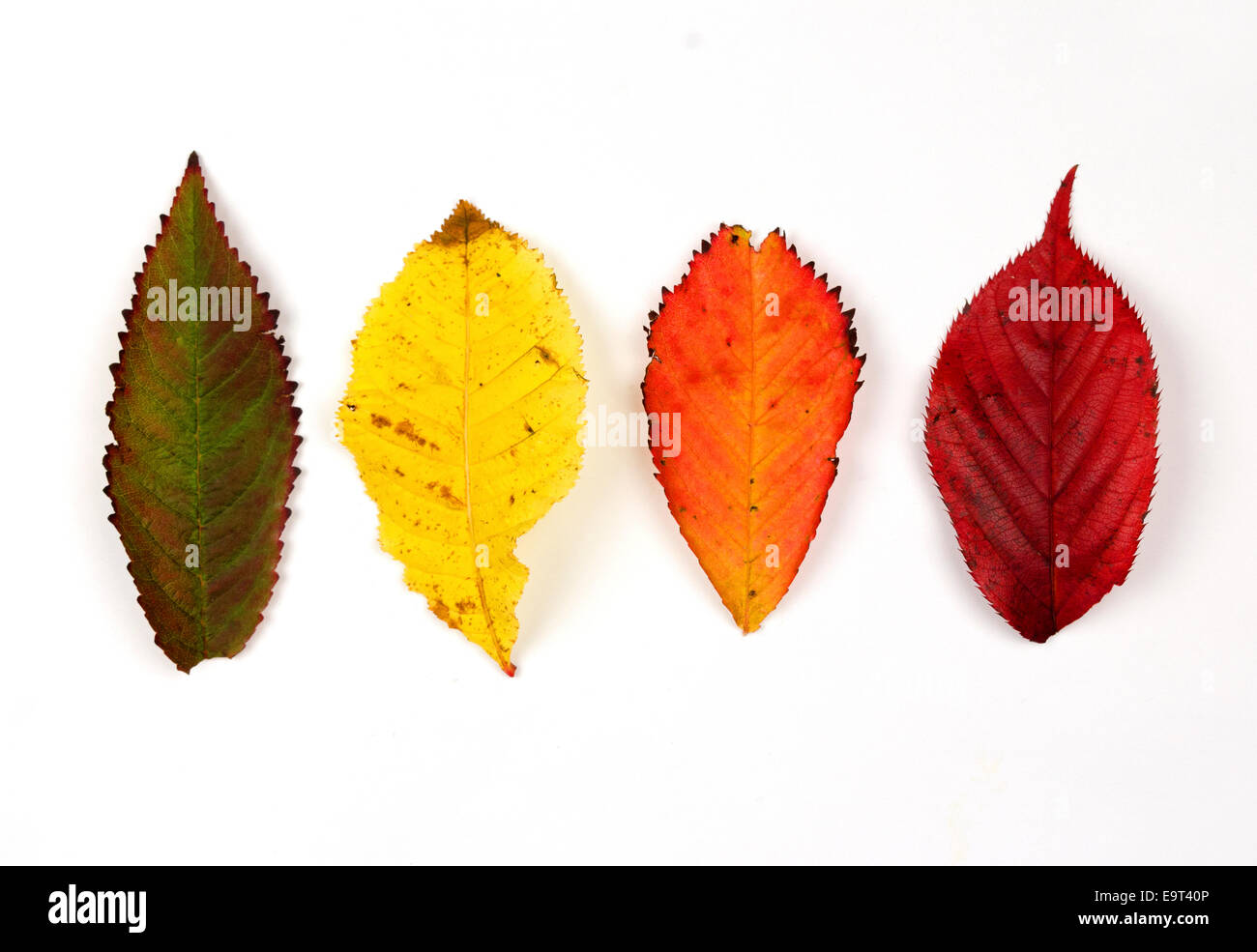 Farben des Herbstes Stockfoto