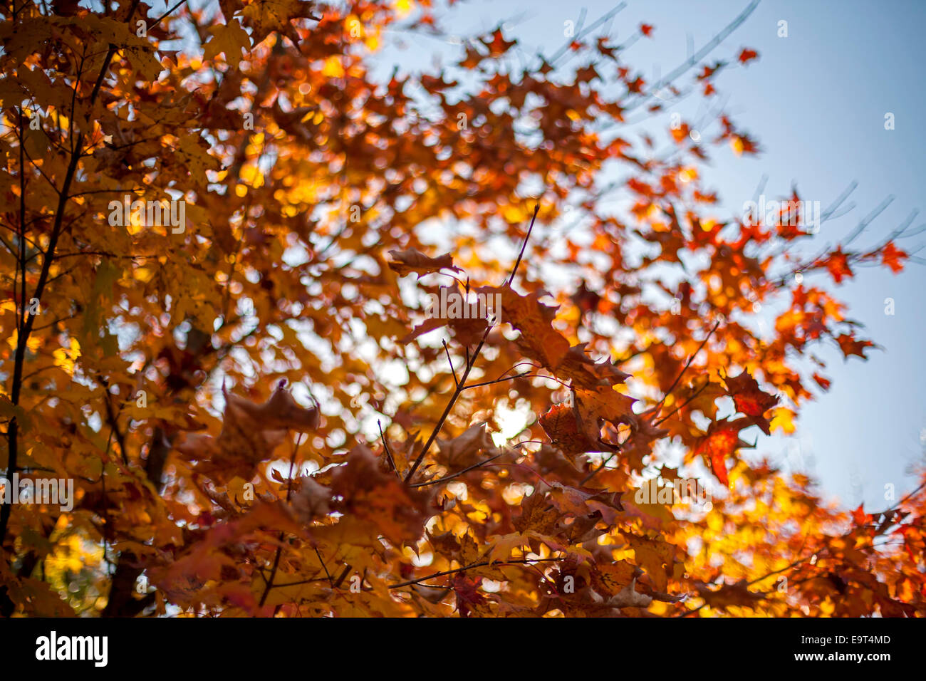 Blätter fallen im Herbst Baum Stockfoto