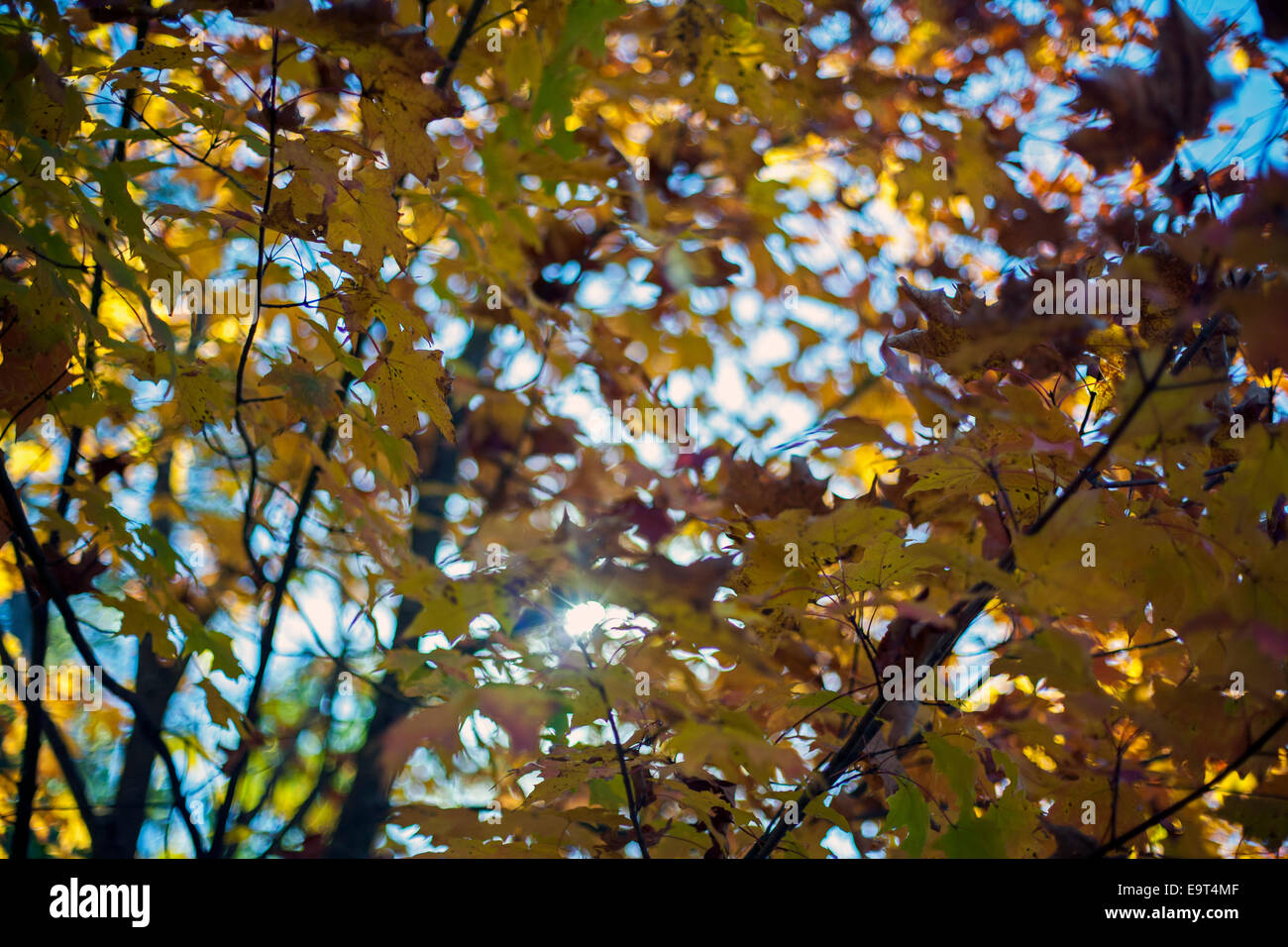 Blätter fallen im Herbst Baum Stockfoto