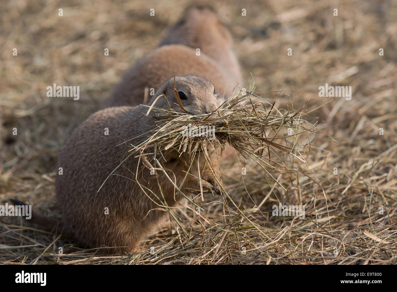 Budapest. 1. November 2014. Ein Präriehund frisst Grass Heu im Budapester Zoo in Budapest, Ungarn am 1. November 2014. © Attila Volgyi/Xinhua/Alamy Live-Nachrichten Stockfoto