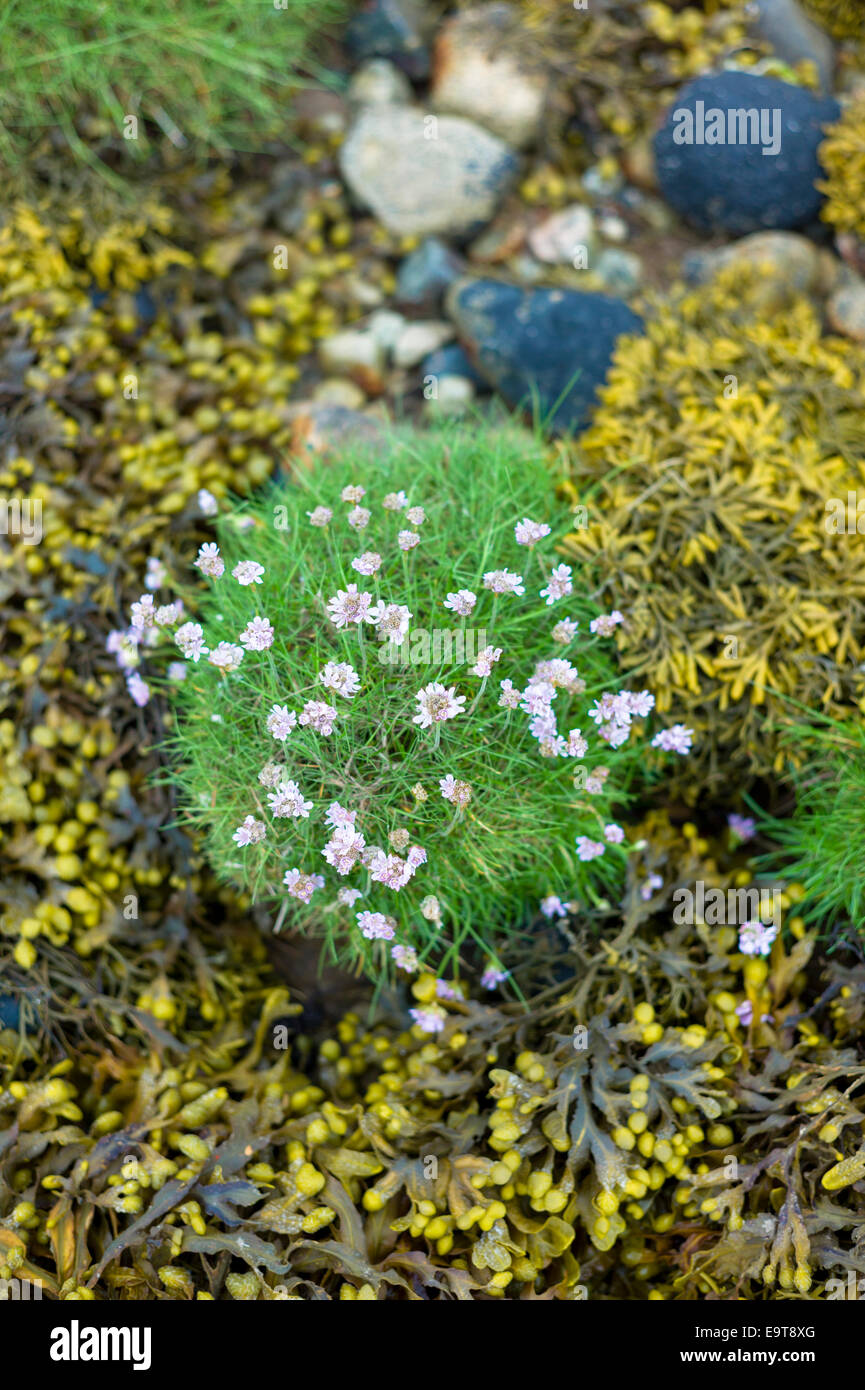 Coastal Wildblumen, Meer Sparsamkeit oder rosa Meer - Armeria Maritima- und Blase Wrack Algen am Fels Felsbrocken am Ufer in Argy Stockfoto