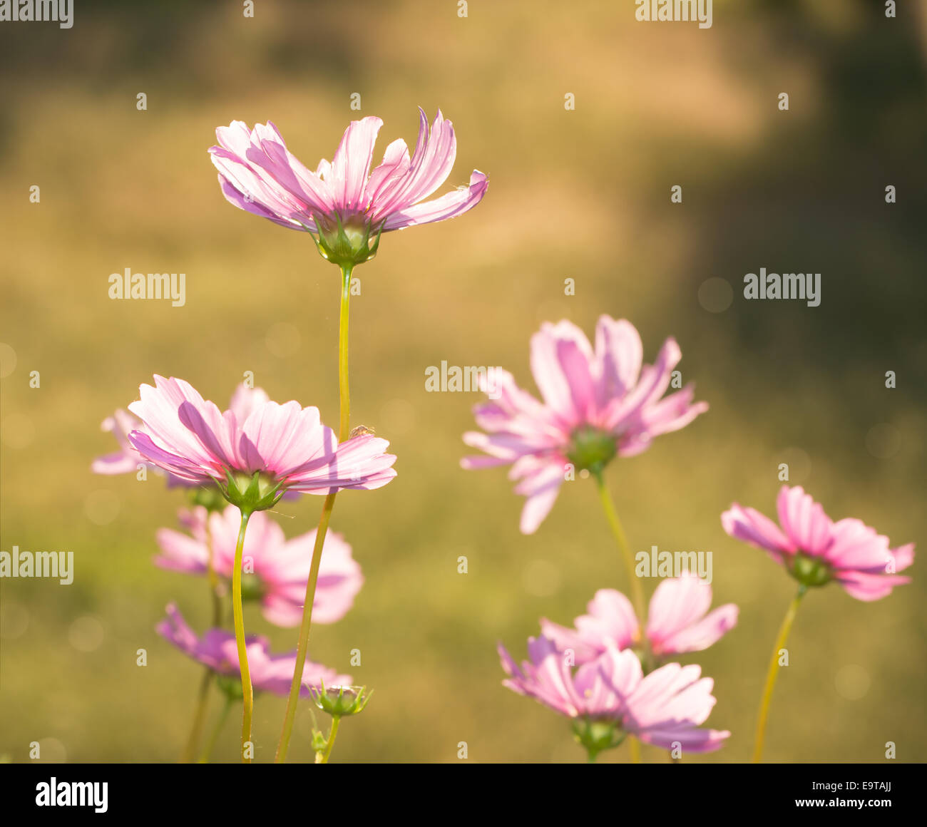 Rosa Cosmos Blumen Gegenlicht durch herbstliche Abendsonne Stockfoto
