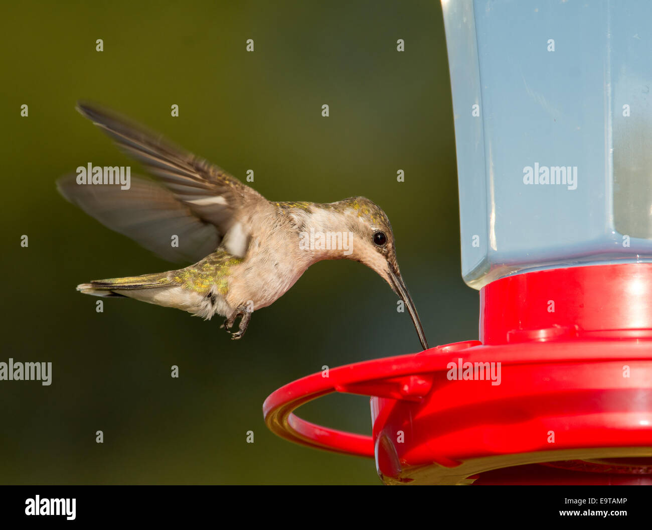 Frau Ruby – Throated Kolibri schwebend und Fütterung an einen Anleger vor grünem Hintergrund Stockfoto