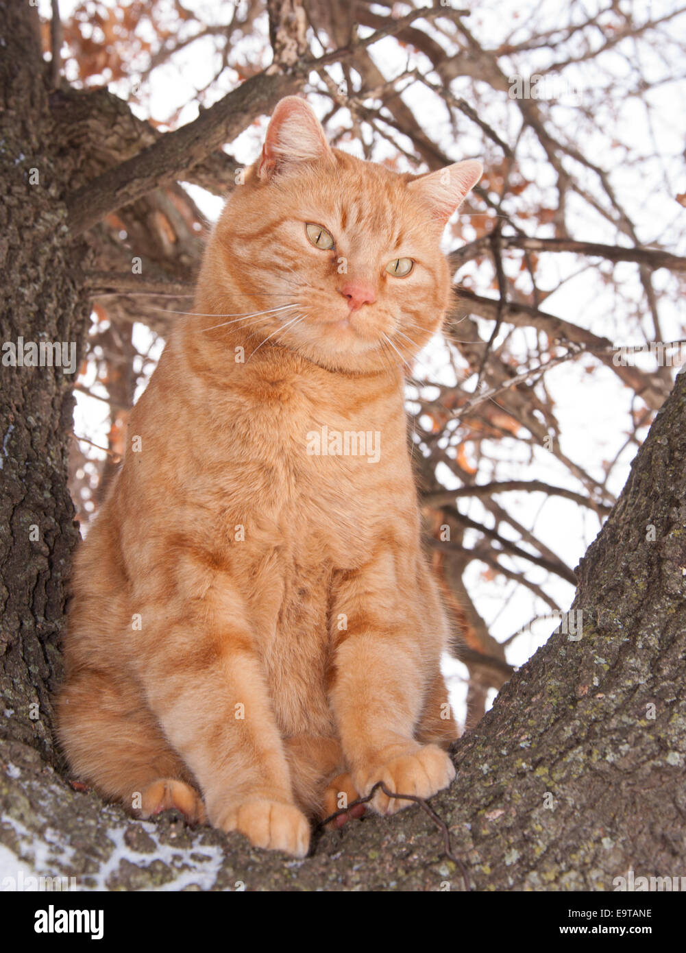 Ingwer-Tabby Katze sitzen hoch oben in einem Baum im winter Stockfoto