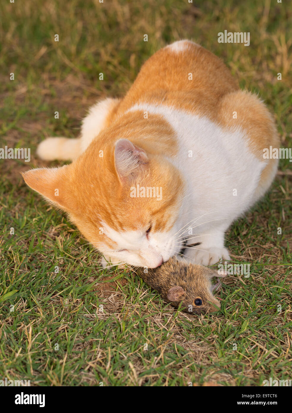 Katze eine Maus Gras essen Stockfoto