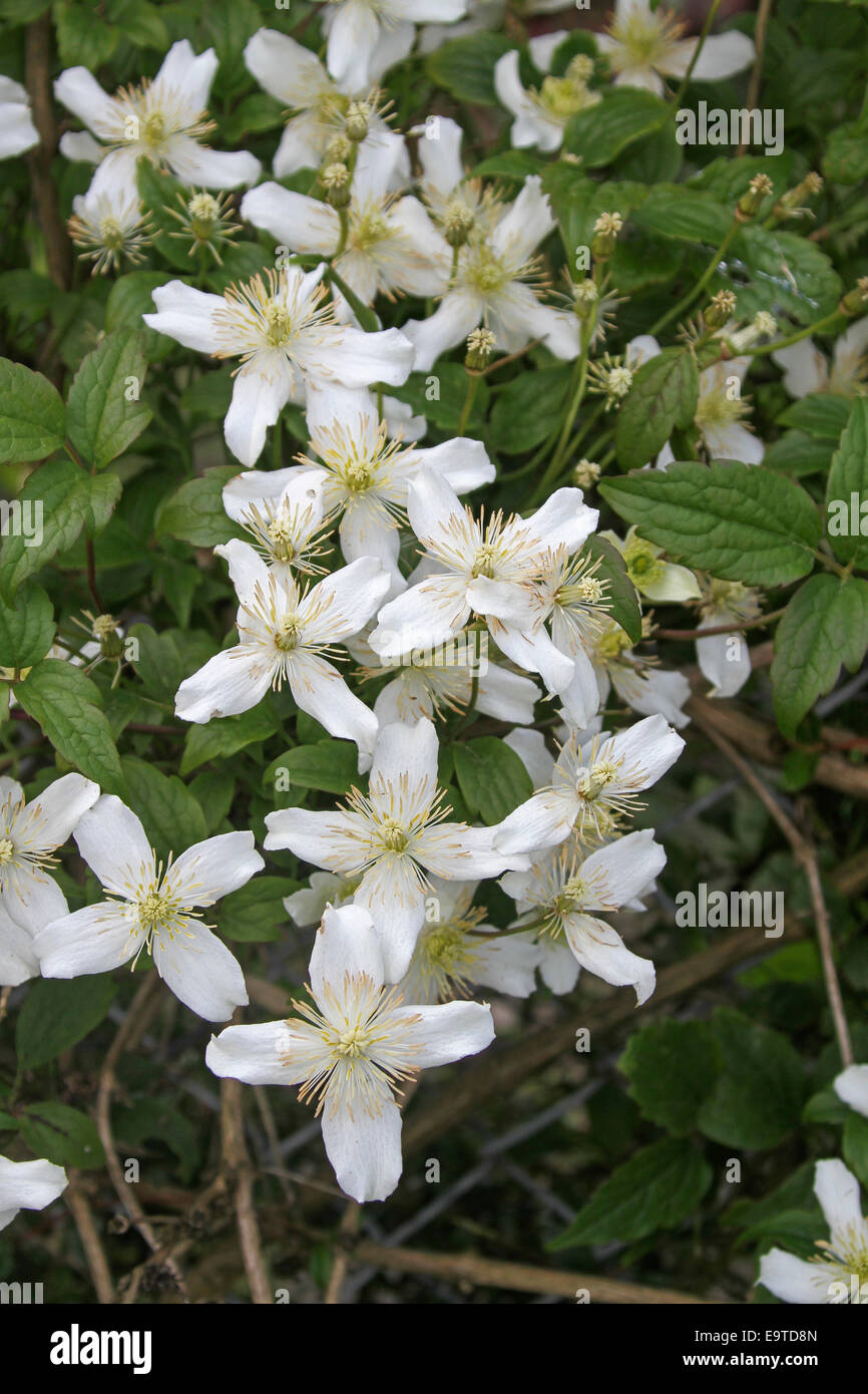 Große Ansammlung von attraktiven weißen Blüten und Smaragdgrün Blätter von Clematis, sommergrüne Kletterpflanze Stockfoto